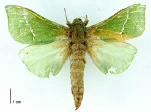 http://www.novzelandiya.ru/img/pages/Моль Пурири (Aenetus virescens)