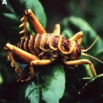 http://www.novzelandiya.ru/img/pages/Гигантские насекомые Новой Зеландии