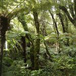 http://www.novzelandiya.ru/img/pages/Леса в Новой Зеландии (Буш)
