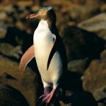http://www.novzelandiya.ru/img/pages/Желтоглазый пингвин
