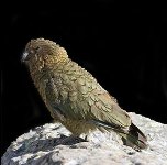 http://www.novzelandiya.ru/img/pages/Кеа  — птица семейства попугаевых