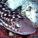 http://www.novzelandiya.ru/img/pages/Австралийская пятнистая кошачья акула