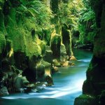 http://www.novzelandiya.ru/img/pages/Природа Новой Зеландии сегодня – все ли так плохо?