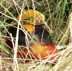 http://www.novzelandiya.ru/img/pages/Редкие птицы Новой Зеландии