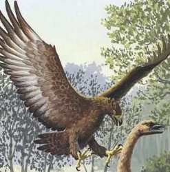 http://www.novzelandiya.ru/img/pages/Ископаемые животные – орел Хааста