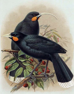 http://www.novzelandiya.ru/img/pages/Причины вымирания птиц в Новой Зеландии