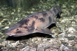http://www.novzelandiya.ru/img/pages/Киты и акулы Новой Зеландии