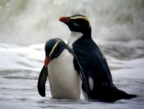http://www.novzelandiya.ru/img/pages/Толстоклювый хохлатый пингвин